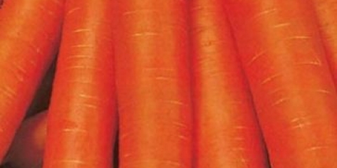 Kada sijati šargarepu u predgrađu